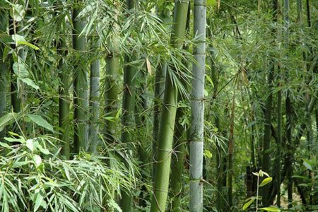 Bamboe extract